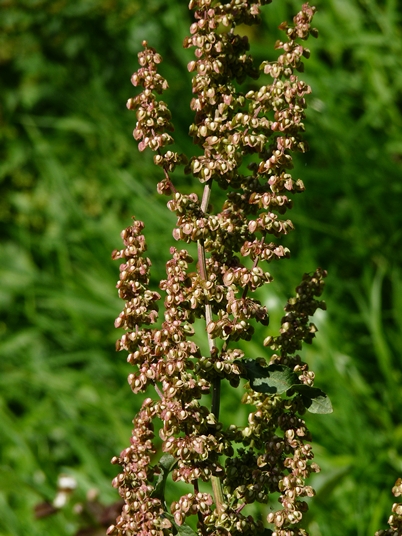{Rumex crispus}